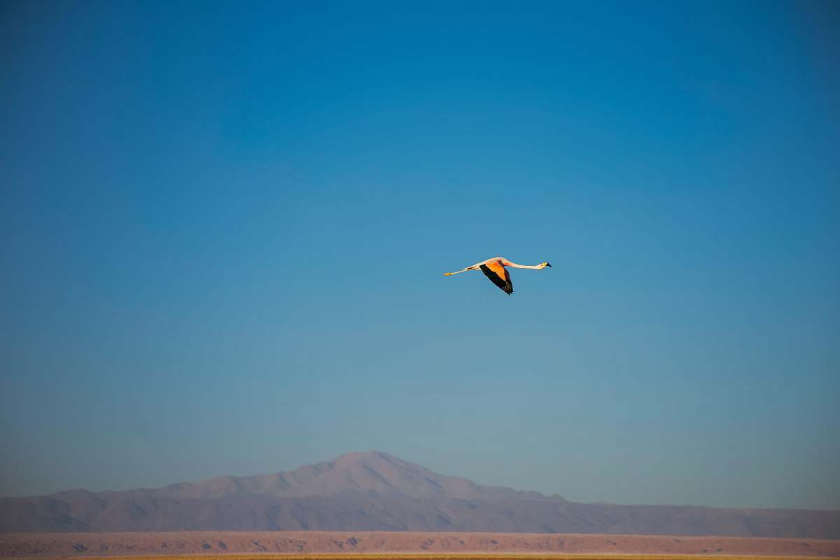 leisure activities white, orange and black bird in flight adventure